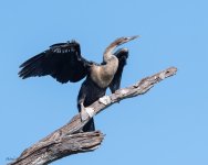 Anhinga-622.jpg