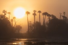 OrlandoWetlandsFoggy-622.jpg