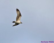 DSC_3785_001.JPG