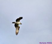 DSC_3787_001.JPG
