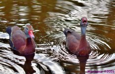 DSC_3793_001.JPG