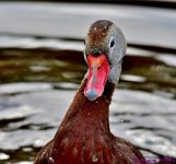 DSC_3798_001.JPG
