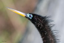 Anhinga-625.jpg