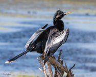 Anhinga-626.jpg