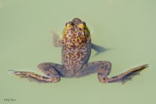 FrogBehind-625.jpg