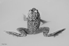 BWFrog-625.jpg