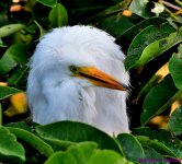 DSC_3823_001.JPG