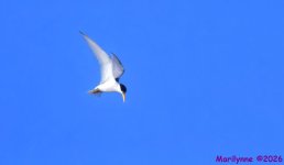 DSC_3854_001.JPG