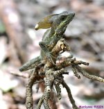 DSC_3947_001.JPG