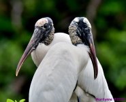 DSC_3976_001.JPG