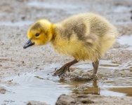 GoslingPuddle-626.jpg