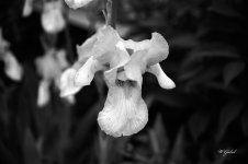 WhiteBeardedIris0646BW sm.jpg