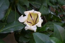 DSC_5474.JPG
