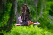 DSC_7279-topaz-rawdenoise-2.jpg
