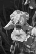 WhiteBeardedIris0668BW sm.jpg