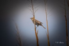 DSC_7376-topaz-rawdenoise.jpg