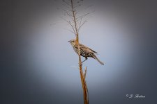 DSC_7376-topaz-rawdenoise-3.jpg