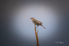 DSC_7376-topaz-rawdenoise-4.jpg