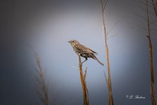 DSC_7376-topaz-rawdenoise-5.jpg