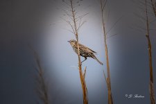 DSC_7376-topaz-rawdenoise-8.jpg