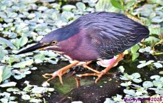 DSC_3994_001.JPG