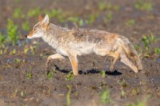 CoyoteMudTrot-626.jpg