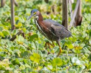 GreenHeron-628.jpg