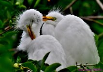 DSC_4166_001.JPG