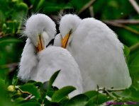 DSC_4167_001.JPG
