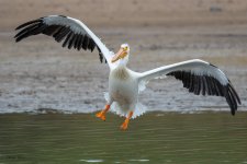 PelicanFlight-637.jpg