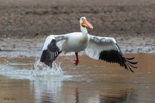 PelicanFlight-638.jpg