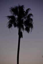 tree1.JPG