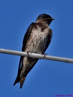 DSC_4389_001.JPG