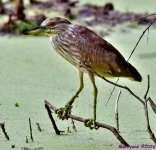 DSC_4457_001.JPG