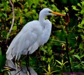 DSC_4462_001.JPG