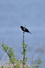 2026-05-08_Goose Lake Blackbird.jpg