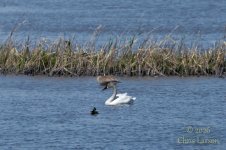 2026-05-08_Goose Lake Swan.jpg