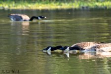 D50_3615.jpg