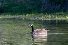 D50_3626.jpg