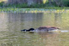D50_3629.jpg