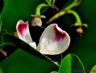 DSC_4537_001.JPG