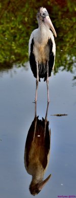 DSC_4541_stitch3_001.JPG