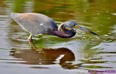 DSC_4568_001.JPG