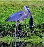 DSC_4618_001.JPG