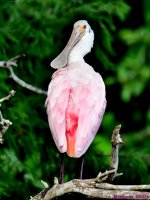 DSC_4667_001.JPG