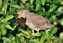 DSC_4710_001.JPG