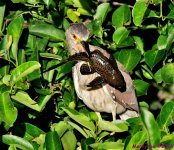 DSC_4718_001.JPG