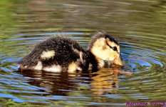 DSC_4776_001.JPG