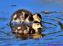 DSC_4777_001.JPG