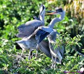 DSC_4796_001.JPG